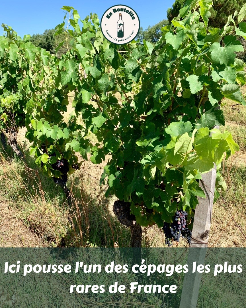 Post Instagram En Bouteille — cépages de Fronton