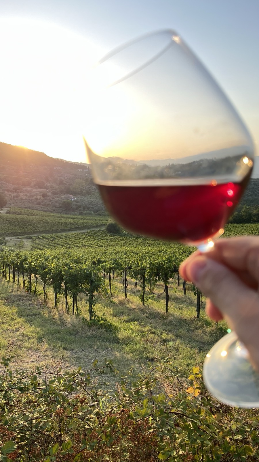 Vins fruités et faciles