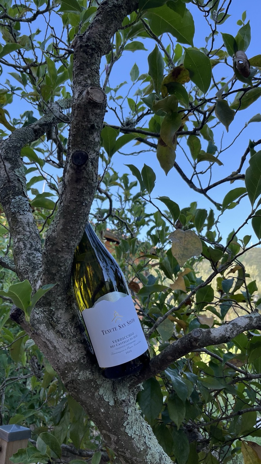 Vins vifs et tendus